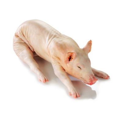 COCHON - PORC ENTIER [15/17KG]